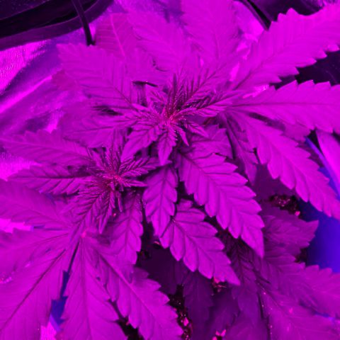 Watermelon Zkittlez growlog timeline photo