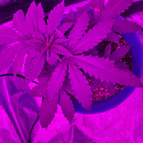 Watermelon Zkittlez growlog timeline photo