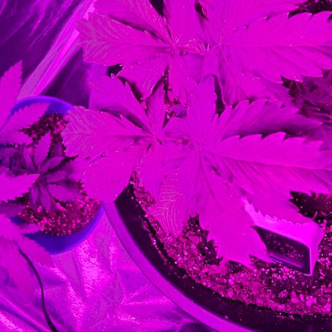 Gold Leaf growlog timeline photo