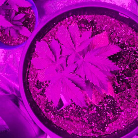 Gold Leaf growlog timeline photo
