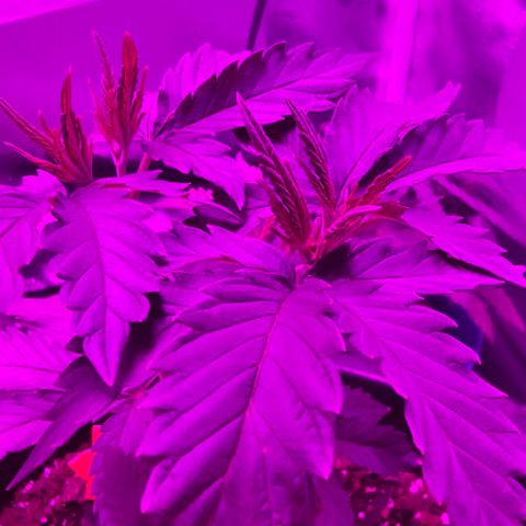 Gold Leaf growlog timeline photo