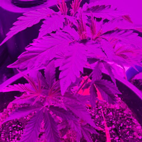 Gold Leaf growlog timeline photo