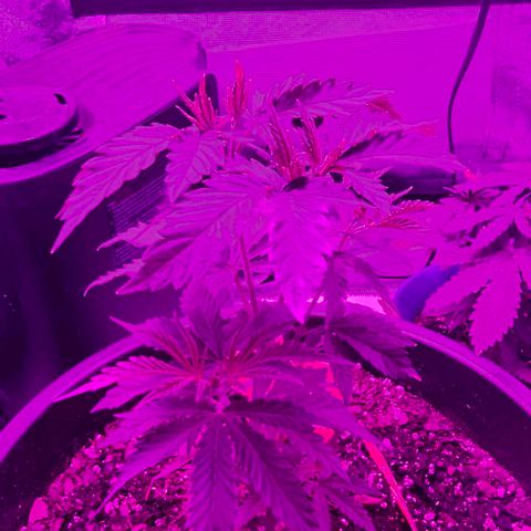 Gold Leaf growlog timeline photo