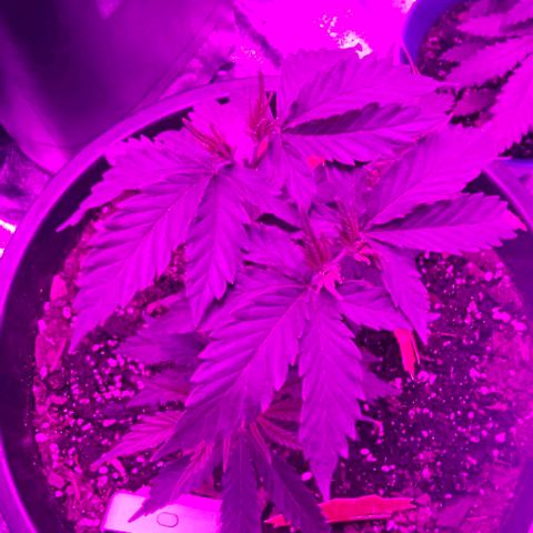 Gold Leaf growlog timeline photo