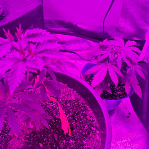 Gold Leaf growlog timeline photo