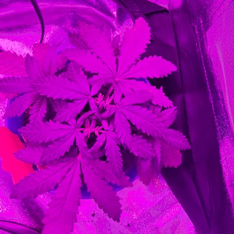 Gold Leaf growlog timeline photo
