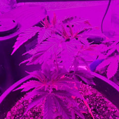 Gold Leaf growlog timeline photo