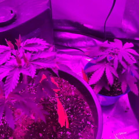 Gold Leaf growlog timeline photo