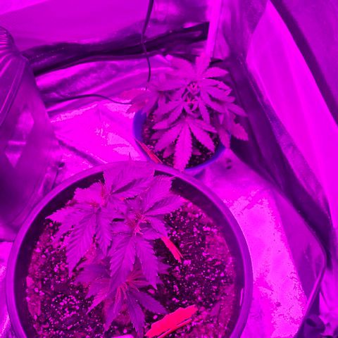 Gold Leaf growlog timeline photo