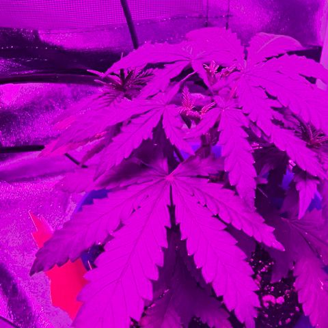 Watermelon Zkittlez growlog timeline photo