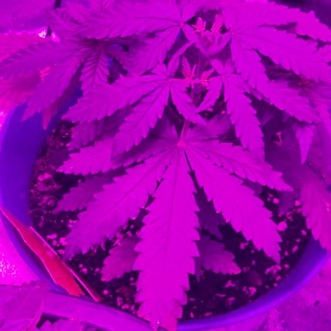 Watermelon Zkittlez growlog timeline photo