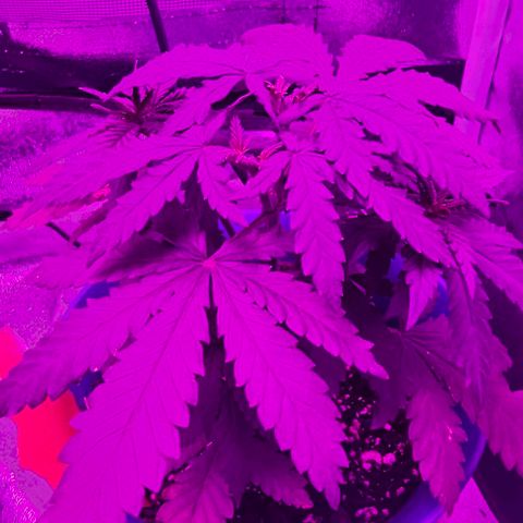 Watermelon Zkittlez growlog timeline photo