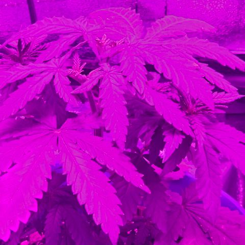 Watermelon Zkittlez growlog timeline photo