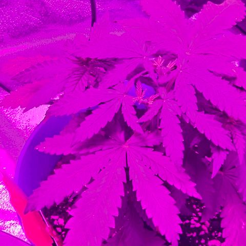 Watermelon Zkittlez growlog timeline photo