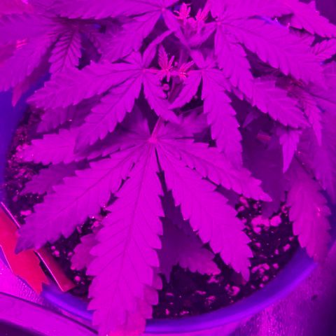 Watermelon Zkittlez growlog timeline photo