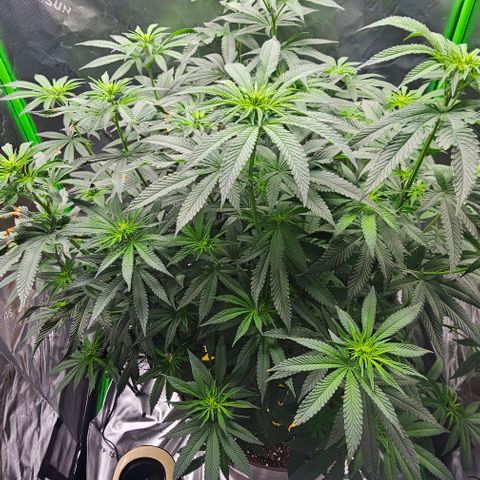 Strawberry Shortcake growlog timeline photo