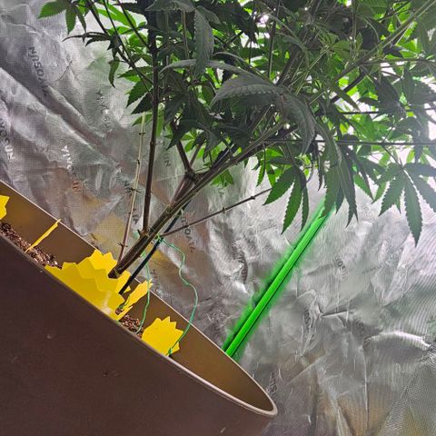 Strawberry Shortcake growlog timeline photo
