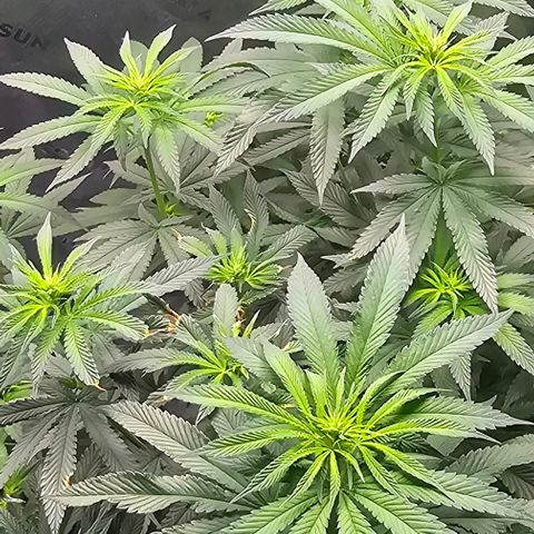 Strawberry Shortcake growlog timeline photo