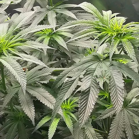 Strawberry Shortcake growlog timeline photo