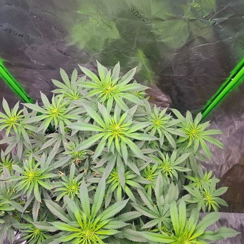 Strawberry Shortcake growlog timeline photo