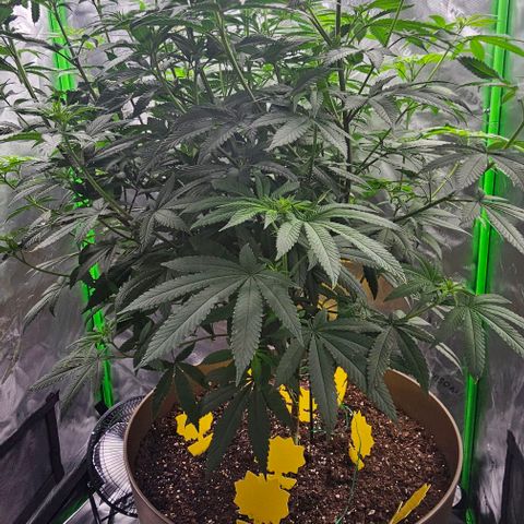 Strawberry Shortcake growlog timeline photo