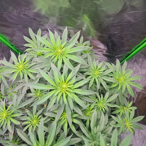 Strawberry Shortcake growlog timeline photo