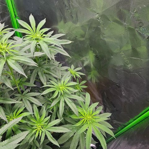 Strawberry Shortcake growlog timeline photo
