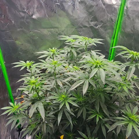 Strawberry Shortcake growlog timeline photo