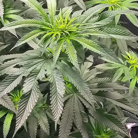 Strawberry Shortcake growlog timeline photo