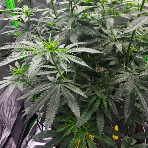 Strawberry Shortcake growlog timeline photo