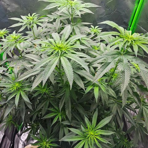 Strawberry Shortcake growlog timeline photo