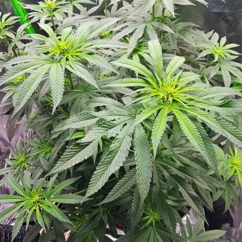 Strawberry Shortcake growlog timeline photo