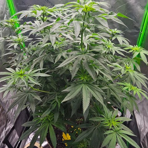 Strawberry Shortcake growlog timeline photo