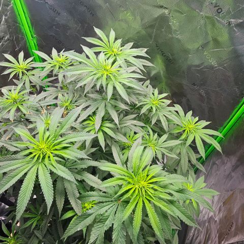 Strawberry Shortcake growlog timeline photo