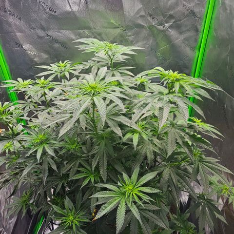 Strawberry Shortcake growlog timeline photo