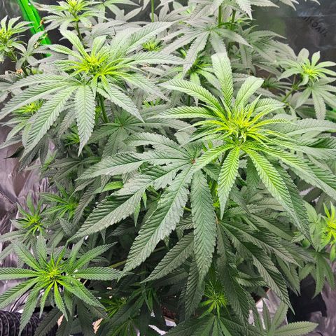 Strawberry Shortcake growlog timeline photo