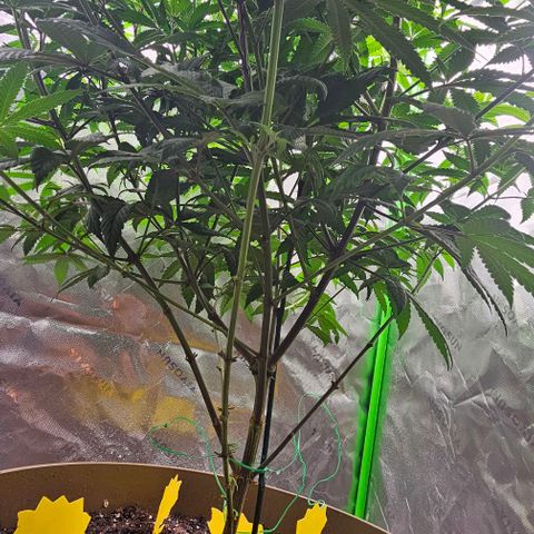 Strawberry Shortcake growlog timeline photo