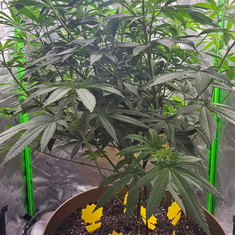 Strawberry Shortcake growlog timeline photo
