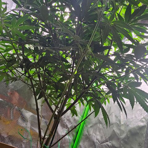 Strawberry Shortcake growlog timeline photo