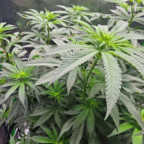 Strawberry Shortcake growlog timeline photo