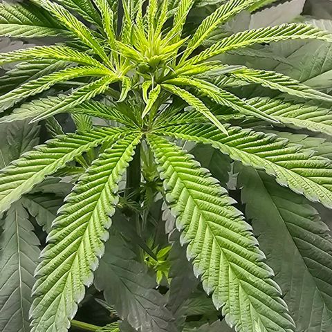 Strawberry Shortcake growlog timeline photo