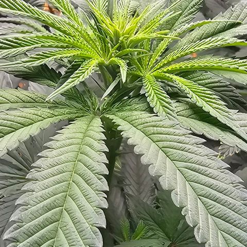 Strawberry Shortcake growlog timeline photo