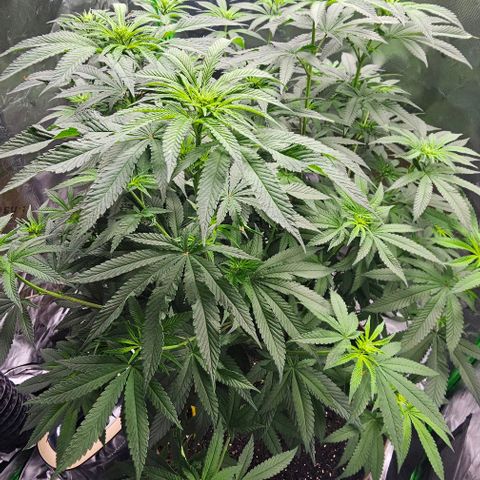 Strawberry Shortcake growlog timeline photo