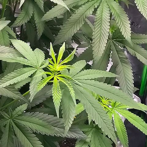 Strawberry Shortcake growlog timeline photo