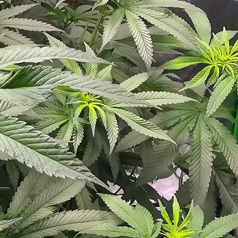 Strawberry Shortcake growlog timeline photo
