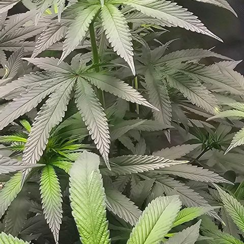 Strawberry Shortcake growlog timeline photo