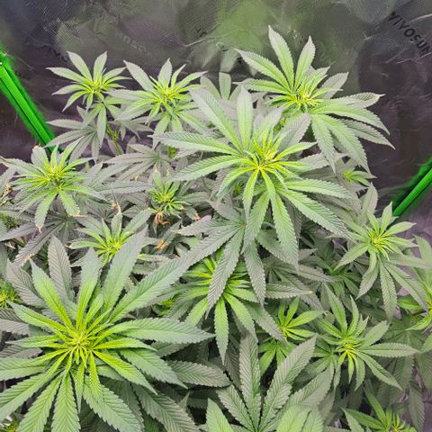 Strawberry Shortcake growlog timeline photo