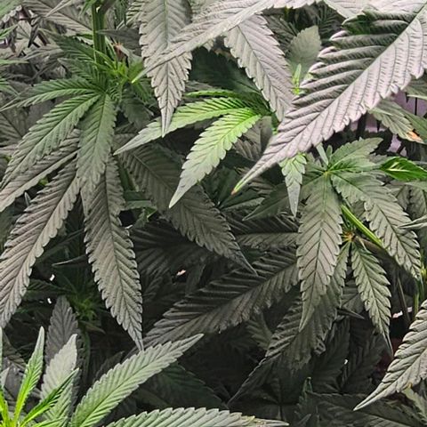 Strawberry Shortcake growlog timeline photo