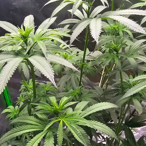 Strawberry Shortcake growlog timeline photo