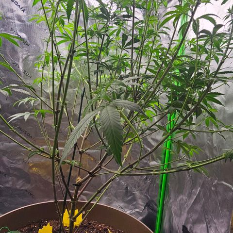 Strawberry Shortcake growlog timeline photo